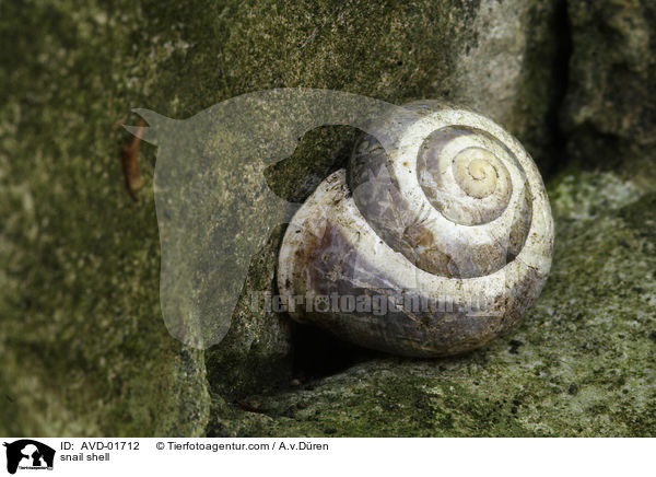 snail shell / AVD-01712