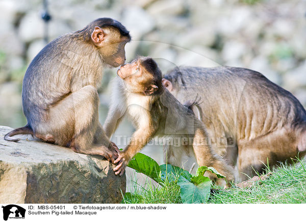 Southern Pig-tailed Macaque / MBS-05401