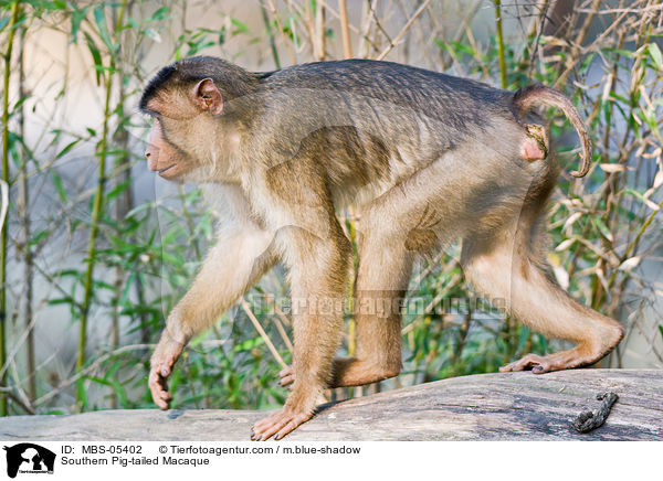 Southern Pig-tailed Macaque / MBS-05402