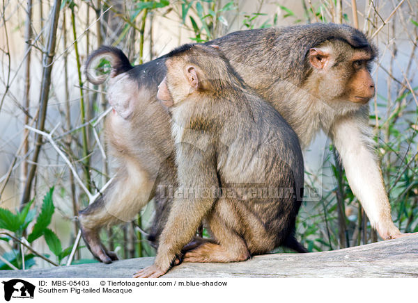 Southern Pig-tailed Macaque / MBS-05403