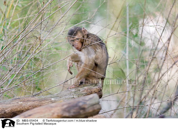 Southern Pig-tailed Macaque / MBS-05404