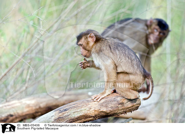 Southern Pig-tailed Macaque / MBS-05406