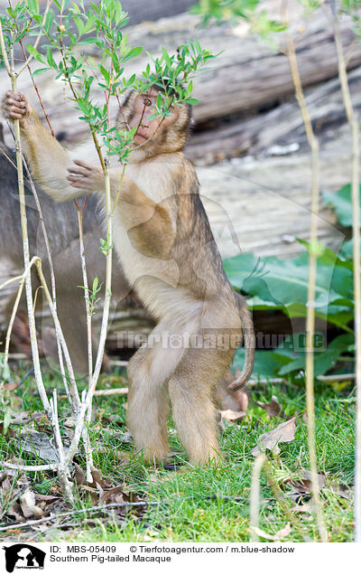 Southern Pig-tailed Macaque / MBS-05409