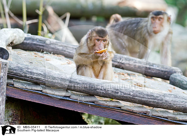 Southern Pig-tailed Macaque / MBS-05411