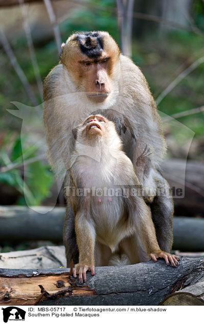 Southern Pig-tailed Macaques / MBS-05717