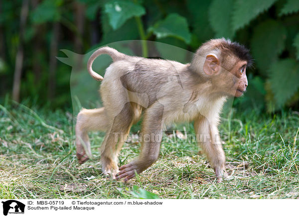 Southern Pig-tailed Macaque / MBS-05719