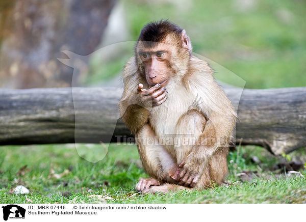 Southern Pig-tailed Macaque / MBS-07446