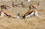 springboks