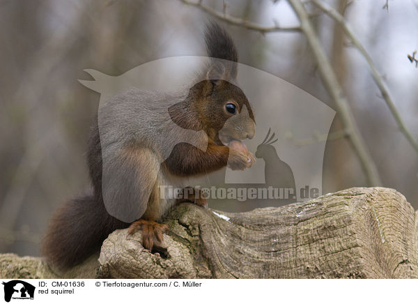 Eichhrnchen / red squirrel / CM-01636