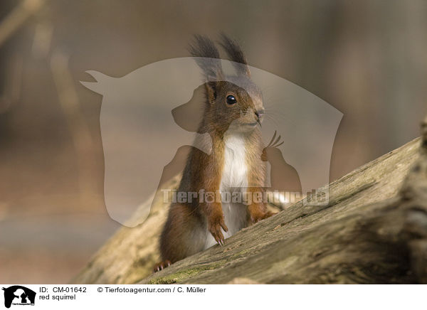 red squirrel / CM-01642