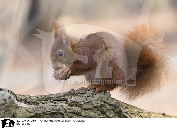 Eichhrnchen / red squirrel / CM-01649