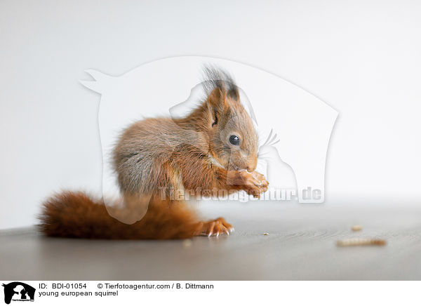 junges Eichhrnchen / young european squirrel / BDI-01054