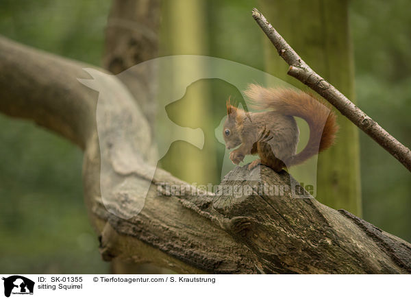 sitzendes Eichhrnchen / sitting Squirrel / SK-01355