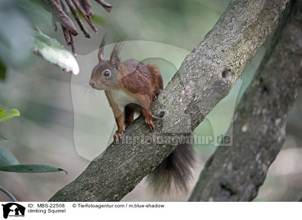 kletterndes Eichhrnchen / climbing Squirrel / MBS-22508