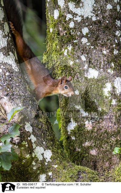 Eurasian red squirrel / WS-09617