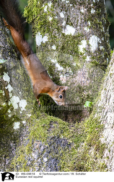 Eurasian red squirrel / WS-09618