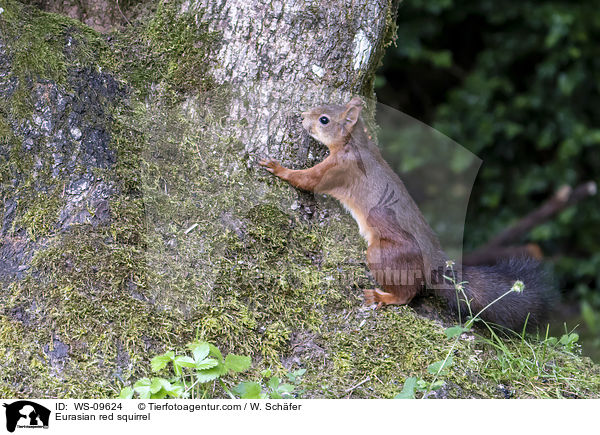 Eurasian red squirrel / WS-09624