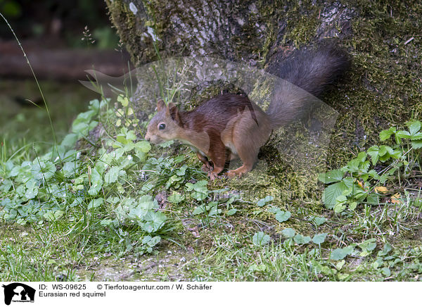 Eurasian red squirrel / WS-09625