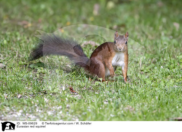 Eurasian red squirrel / WS-09629