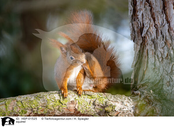squirrel / HSP-01525