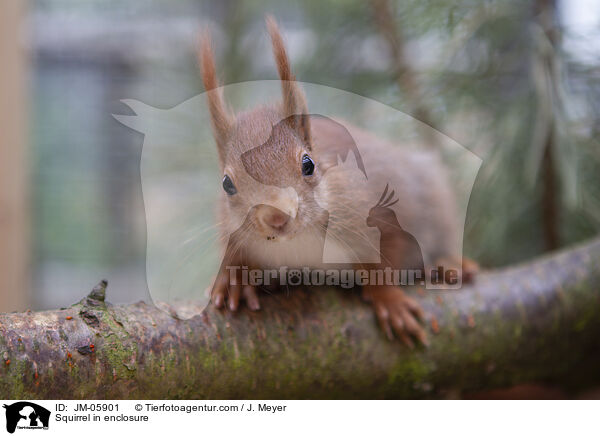 Squirrel in enclosure / JM-05901