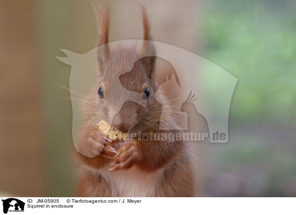 Squirrel in enclosure / JM-05905