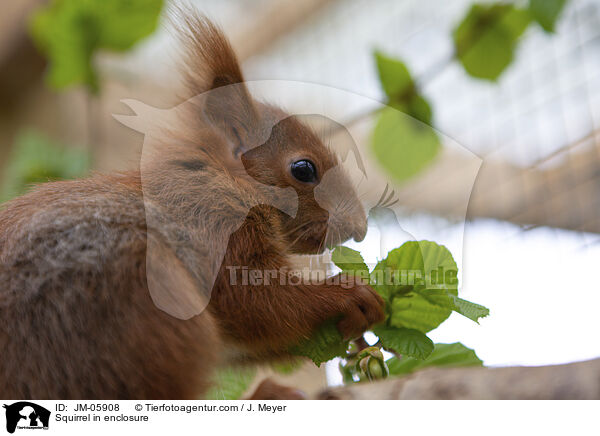 Squirrel in enclosure / JM-05908