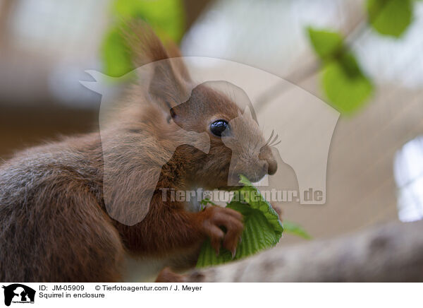 Squirrel in enclosure / JM-05909