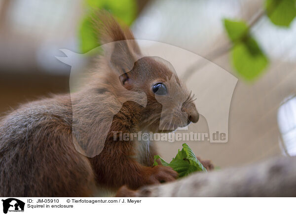 Eichhrnchen in Gehege / Squirrel in enclosure / JM-05910