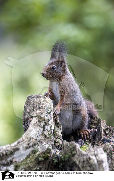 Squirrel sitting on tree stump / MBS-25370