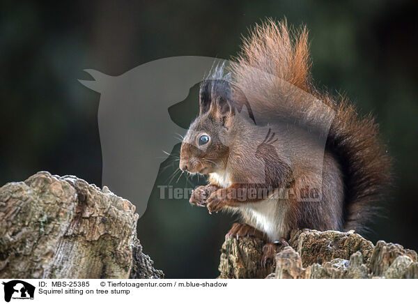 Squirrel sitting on tree stump / MBS-25385