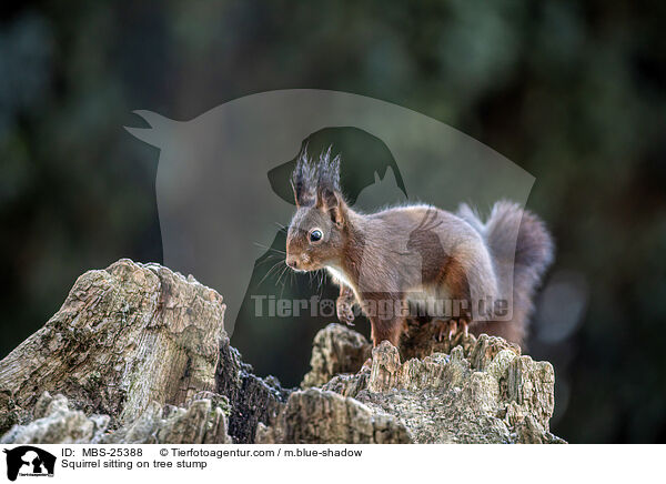 Squirrel sitting on tree stump / MBS-25388