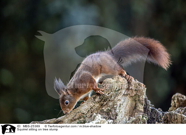 Squirrel sitting on tree stump / MBS-25389