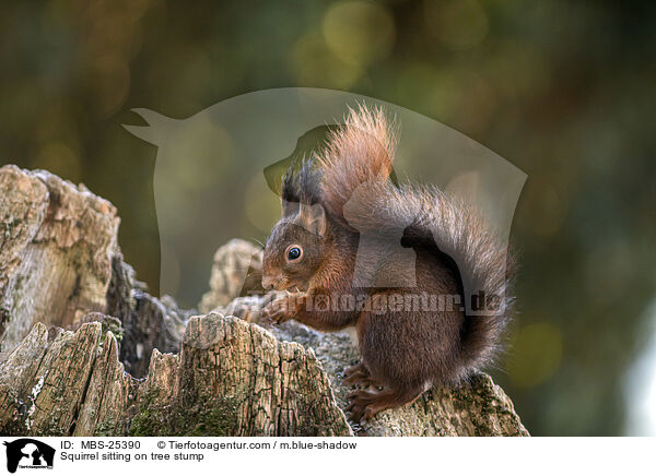 Squirrel sitting on tree stump / MBS-25390