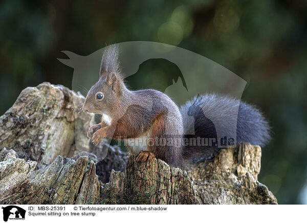 Squirrel sitting on tree stump / MBS-25391
