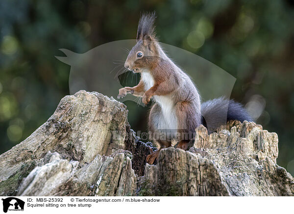 Squirrel sitting on tree stump / MBS-25392