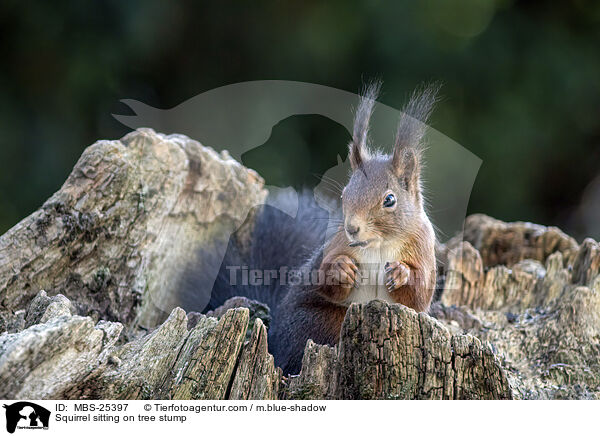 Squirrel sitting on tree stump / MBS-25397