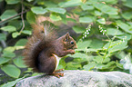 squirrel