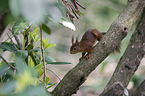 climbing Squirrel