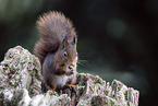 Squirrel sitting on tree stump