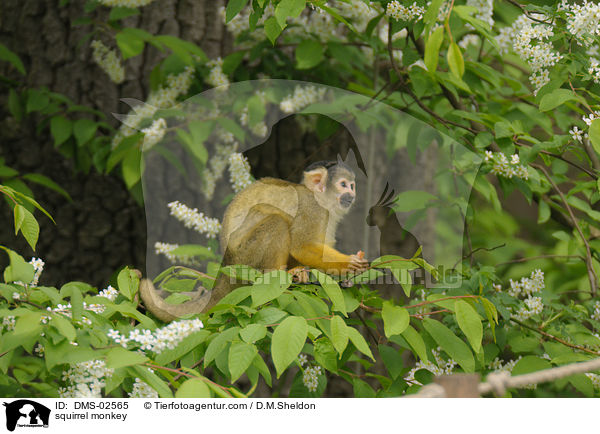 squirrel monkey / DMS-02565