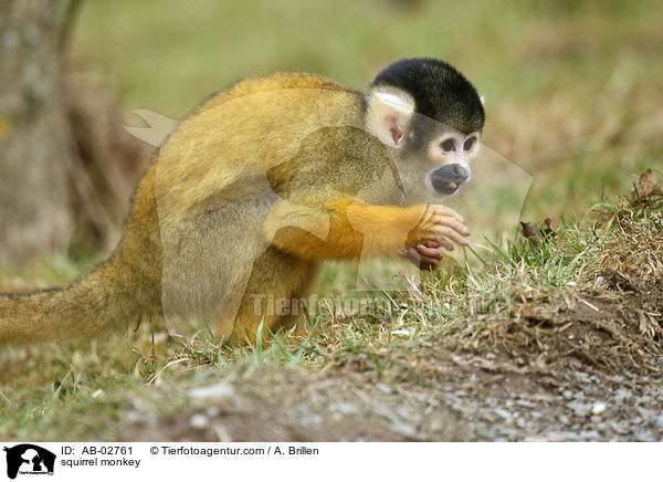 squirrel monkey / AB-02761