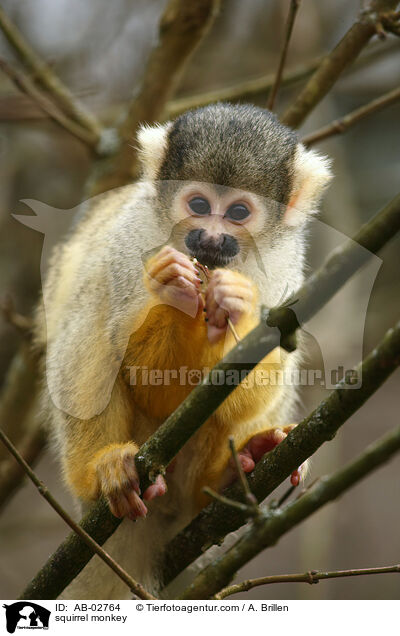 squirrel monkey / AB-02764