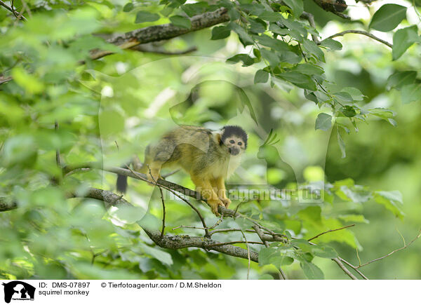 squirrel monkey / DMS-07897