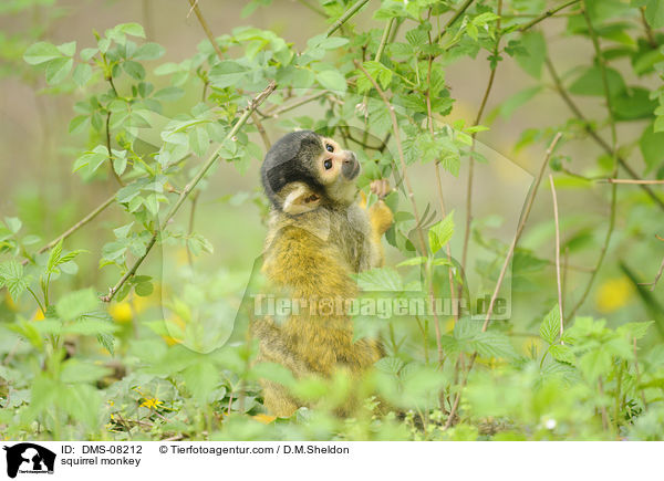 squirrel monkey / DMS-08212