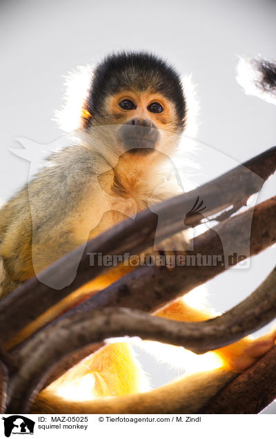 squirrel monkey / MAZ-05025