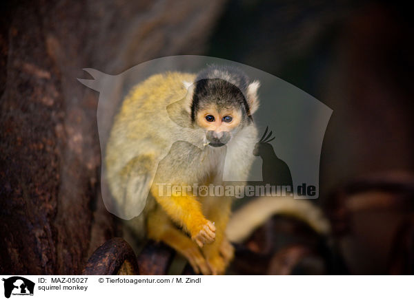 squirrel monkey / MAZ-05027