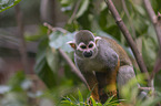 standing squirrel monkey