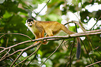 squirrel monkey