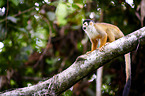 squirrel monkey